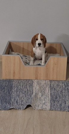 Beagle