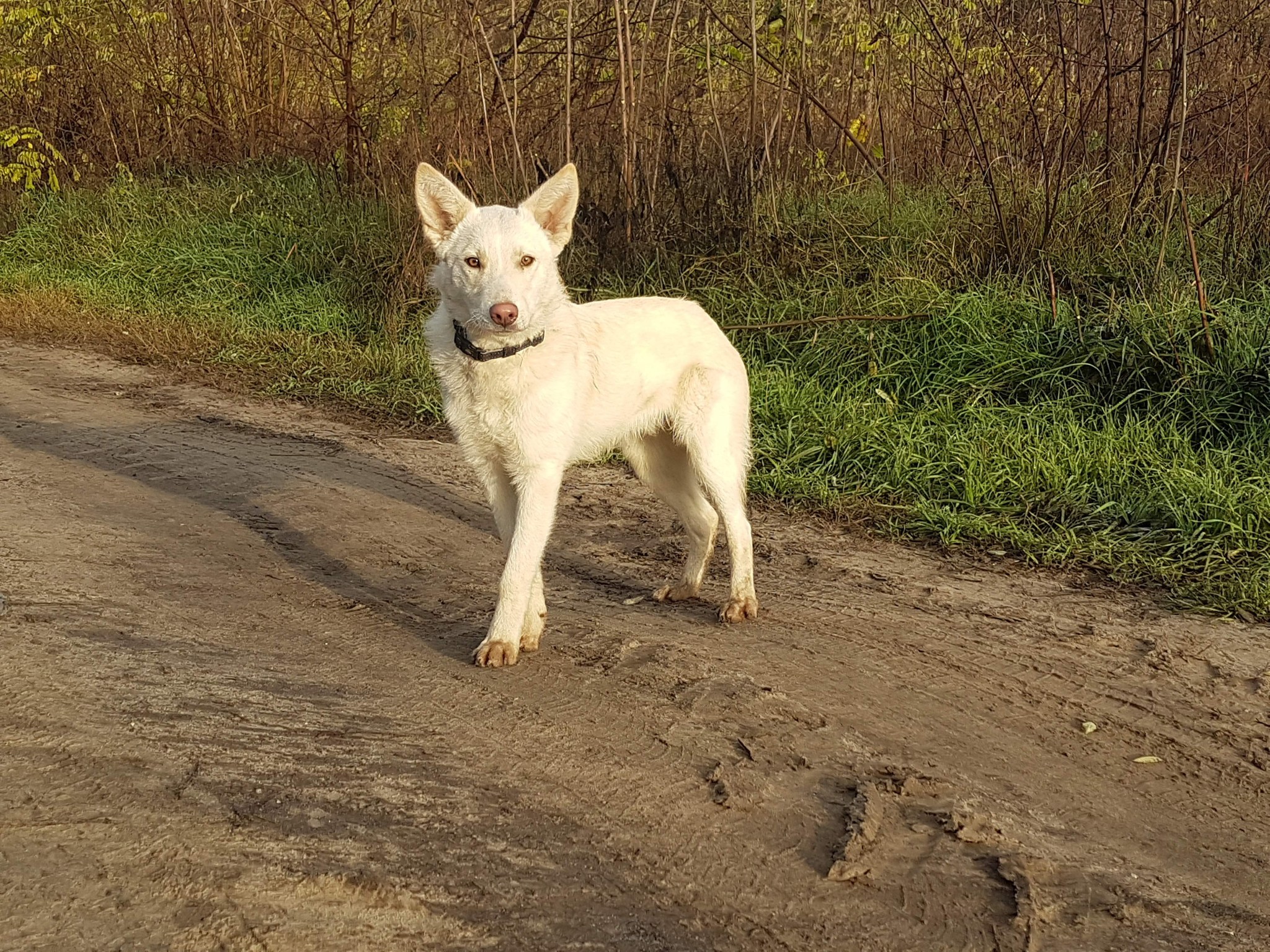 Szarvas Kóbor és Elveszett Kutyáiért Egyesület