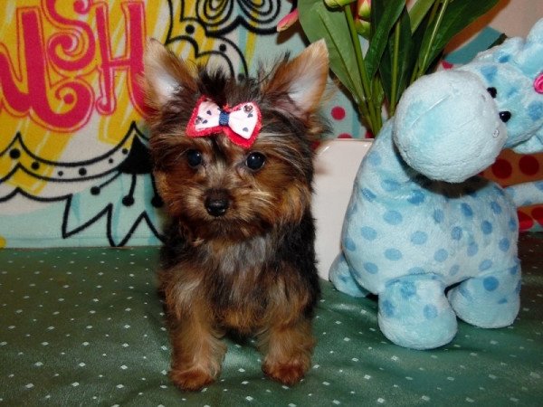 Yorkshire Terrier, Yorki