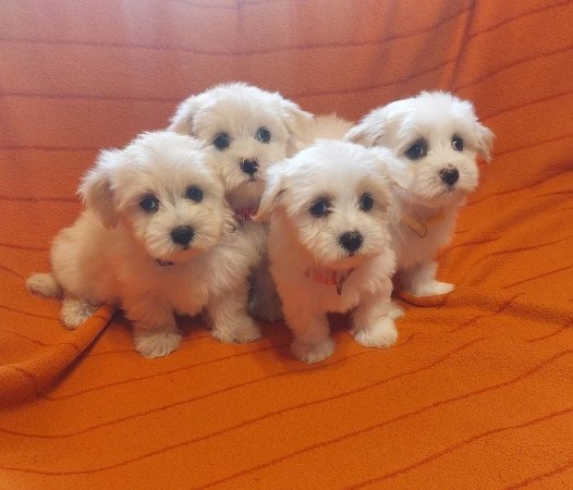 Bichon havanese