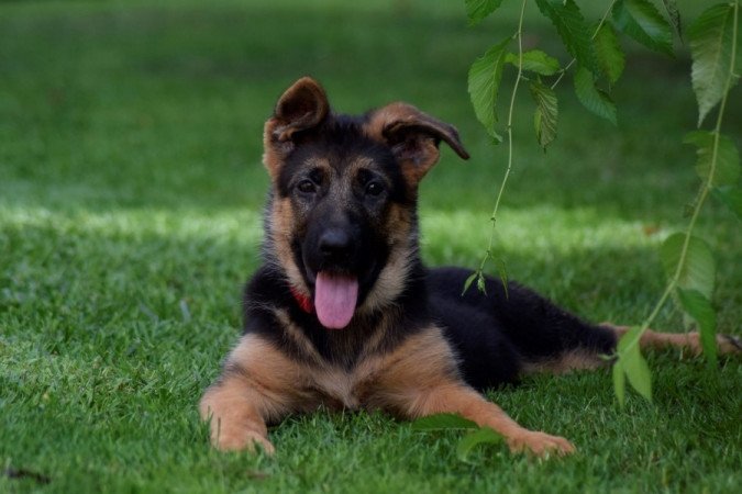 németjuhász (német juhász)