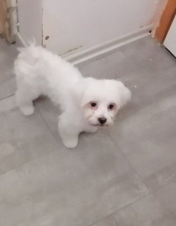 Bichon Havanese