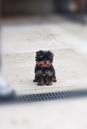 Yorkshire terrier