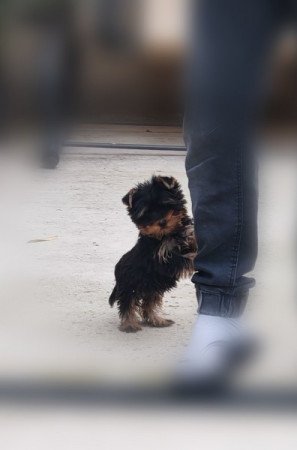 Yorkshire terrier