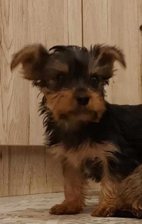 Yorkshire terrier