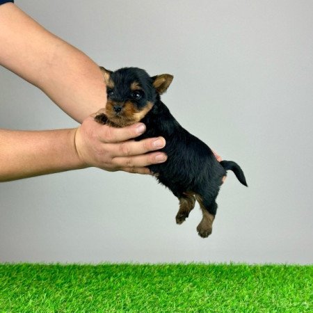 Yorkshire Terrier