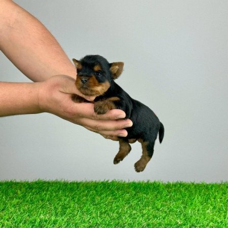 Yorkshire Terrier