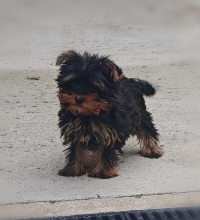Yorkshire terrier