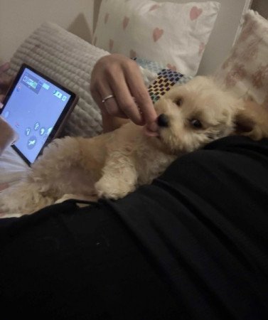 Maltipoo maltai selyem es uszkar