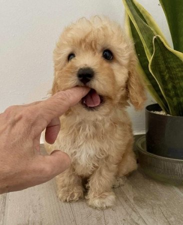 Maltipoo maltai selyem es uszkar