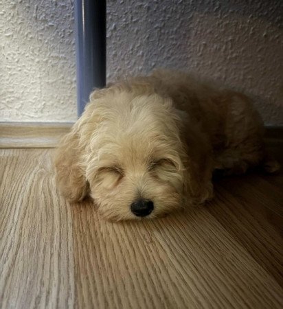 Maltipoo maltai selyem es uszkar