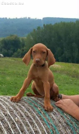 Magyar vizsla kölyök eladó