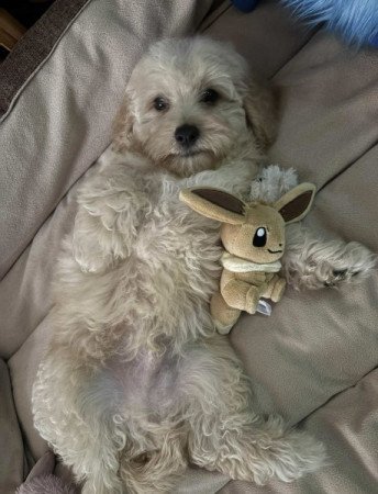 Maltipoo maltai selyem es uszkar