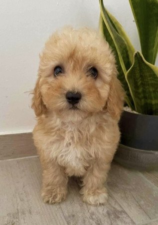 Maltipoo maltai selyem es uszkar