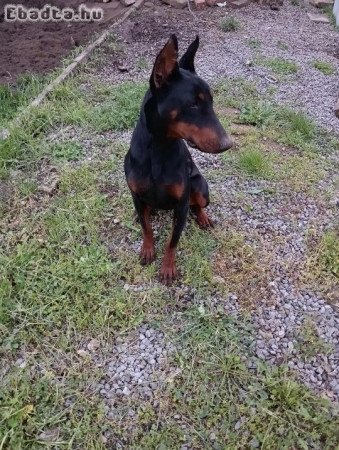 Fajtatiszta jellegű dobermann