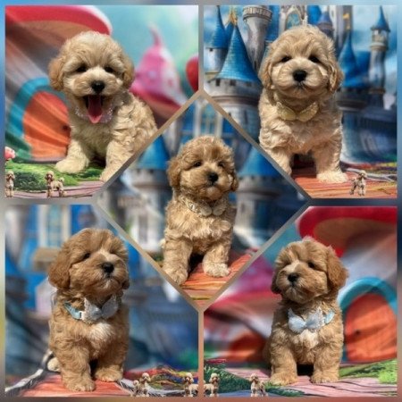 Maltipoo