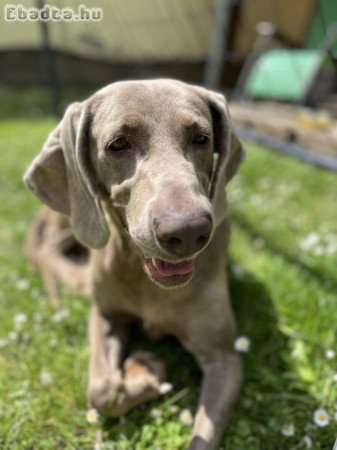 Örökbe fogadható-Weimari vizsla