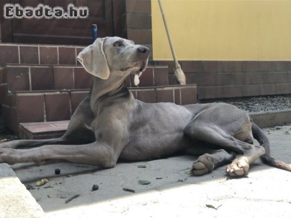 Örökbe fogadható-Weimari vizsla