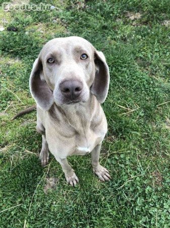 Örökbe fogadható-Weimari vizsla