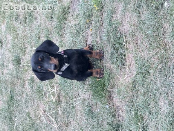 Tacskó lány kutyus