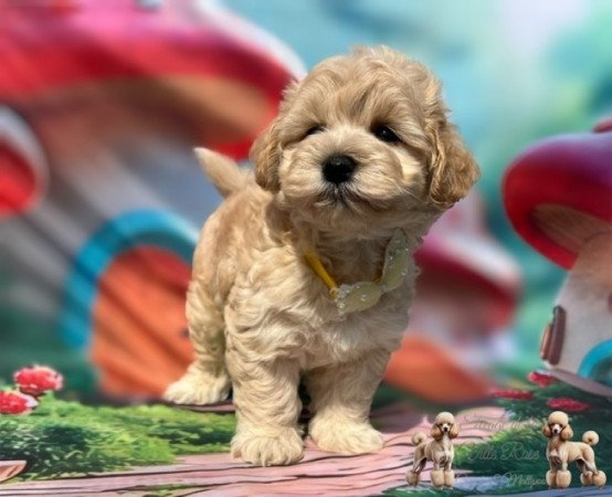 Maltipoo
