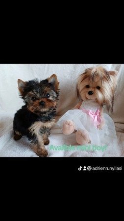 Yorkshire terrier