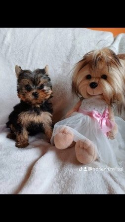 Yorkshire terrier