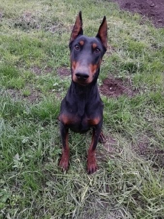 Dobermann