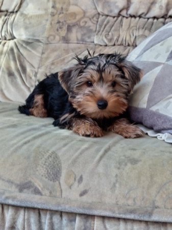 Yorkshire terrier