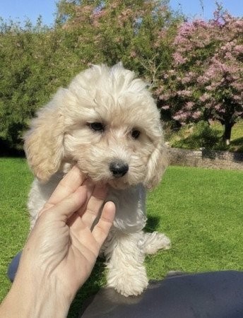 Maltipoo maltai es torpe uszkar