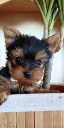 Yorkshire Terrier