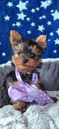Yorkshire Terrier