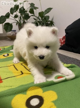 Samoyed kölykök