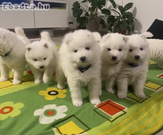 Samoyed kölykök