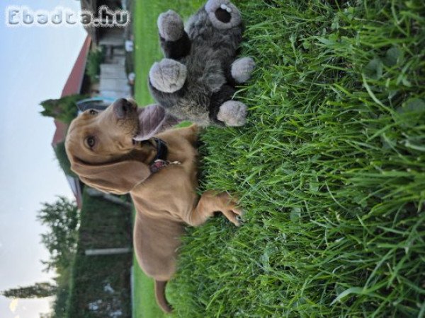 Eladó magyar vizsla kölyök