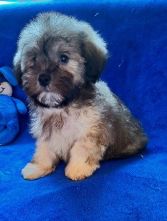 Bichon havanese