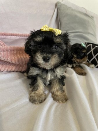 Havapoo havanese es toy uszkar