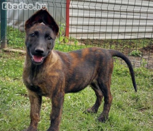 Gazdát kereső malinois kölykök