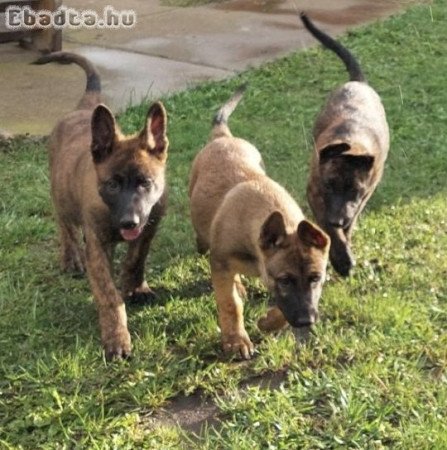 Gazdát kereső malinois kölykök