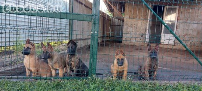 Gazdát kereső malinois kölykök