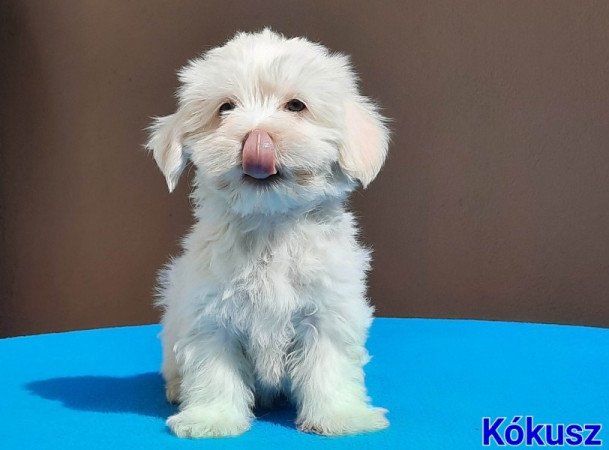 Bichon Havanese