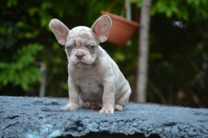Francia Bulldog