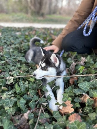 Szibériai Husky