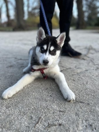 Szibériai Husky