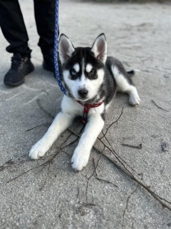 Szibériai Husky