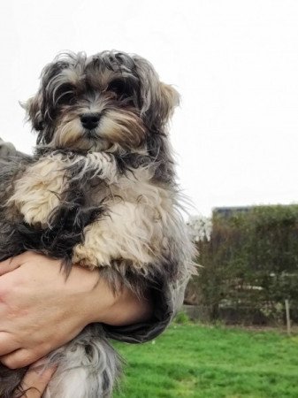 Bichon havanese