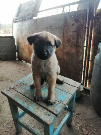 Kangal