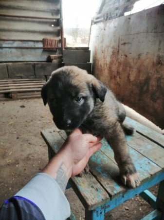 Kangal