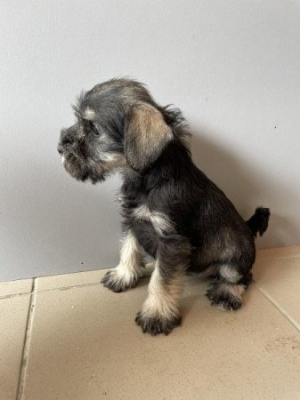 Törpe Schnauzer