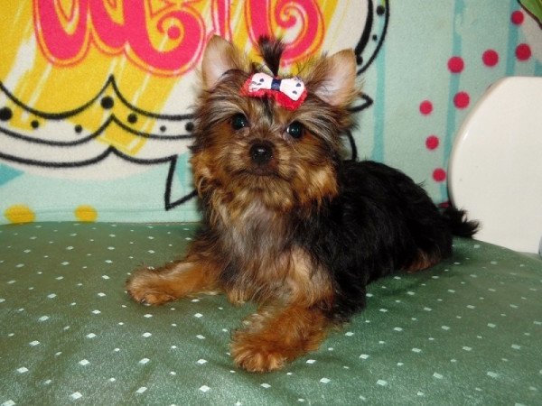 Yorkshire Terrier, Yorki